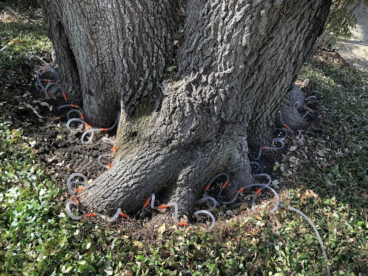 Detailed Tree Cabling and Bracing job site in Arminto
